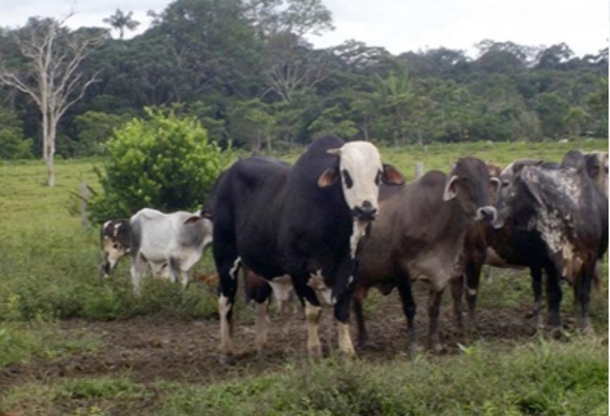 Ganaderia-de-Guaviare-en-proceso-de-transformacion