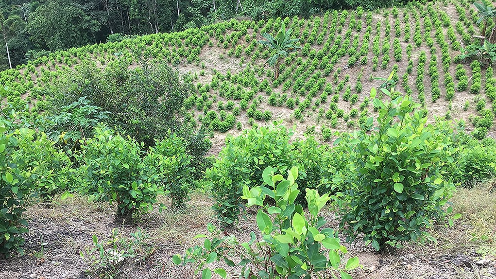 Cultivos de cocaína