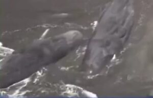 Ballenas en costas japonesas