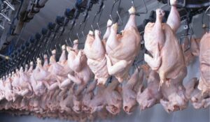 Primera exportación de pollo a Japón